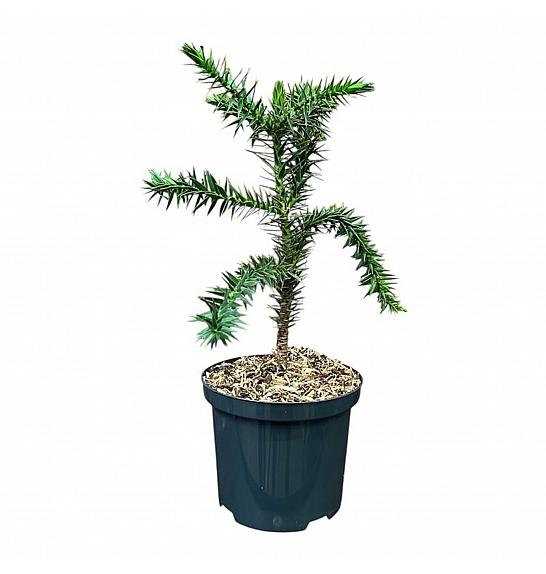 Araucaria araucana C2,5 Lit. 25-30 cm