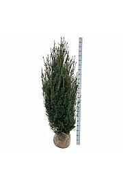 Taxus media Hicksii bala 160-180 cm extra