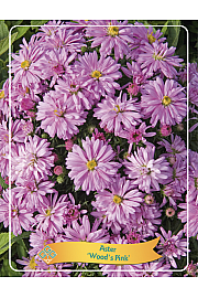 Aster Woods Pink Ø11