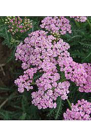 Achillea millefolium Lilac Beauty Ø11