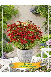 Coreopsis verticillata Ladybird Ø11