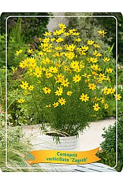 Coreopsis verticillata Zagreb Ø11