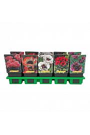 Papaver mix Ø11