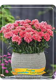 Dianthus caryophyllus Code ® Salmon Ø11