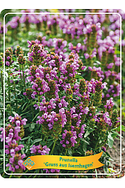 Prunella Gruss aus Isernhagen Ø11