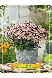 Sedum telephium Seduction Rosé Soirée Ø11