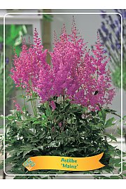 Astilbe Mainz Ø11