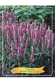 Veronica spicata Rosa Zwerg Ø11