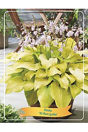 Hosta Ki Ren Jyaku Ø11