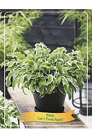 Hosta Lets Twist Again Ø11