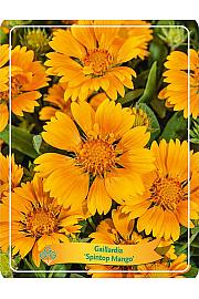 Gaillardia aristata Spintop Mango Ø11