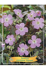Geranium maculatum Espresso Ø11