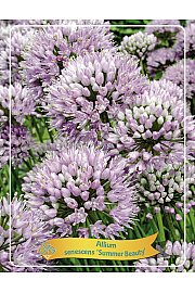 Allium senescens Summer beauty Ø11