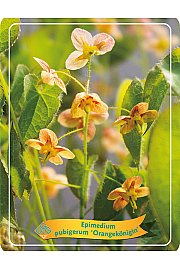 Epimedium pubigerum Orangekonigin Ø11