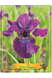 Iris sibirica Purplelicious Ø11