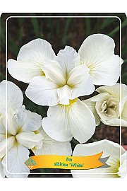 Iris Sibirica White Ø11