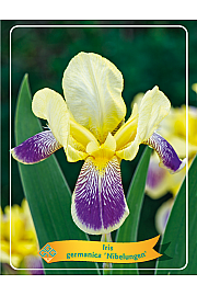 Iris germanica Nibelungen Ø11