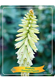 Kniphofia Pineapple Popsicle Ø11