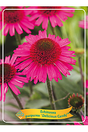 Echinacea Delicious Candy Ø11