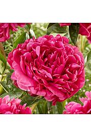 Paeonia lactiflora Adolphe Rousseau Ø11