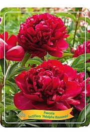 Paeonia lactiflora Adolphe Rousseau Ø11