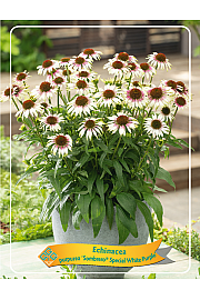 Echinacea Sombrero® Special White Purple Ø11