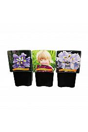 Iris mix C5 Lit.