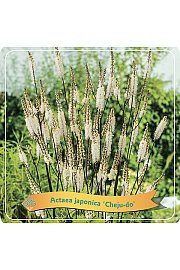 Actaea japonica Cheju-do C5 lit.