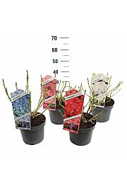 Hydrangea mix C5 Lit. 15-20 cm