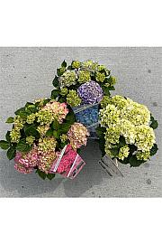 Hydrangea mix C5 Lit. 15-20 cm