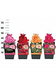 Rosa Tantau Premium Mix C5 Lit. 15-20 cm