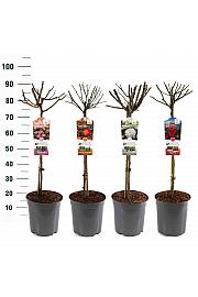 Rosa hybrid Mix Basic Collection C6 Lit. Na steblu 60 cm