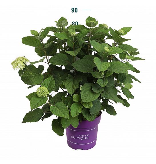 Hydrangea arb. Flower Wow C10 Lit. 50-60 cm