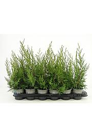 Juniperus chinensis Keteleeri Ø9