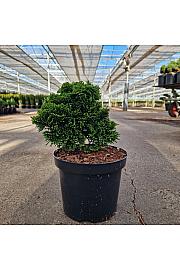Chamaecyparis obtusa Nana Gracilis C3 Lit. 20-25 cm
