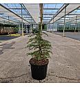 Cedrus libani Dino C8 Lit. 40-50 cm