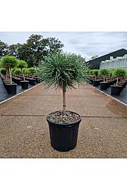 Pinus nigra Blue Pearl® C6 Lit. Na steblu 20 Krošnja 20-25 cm