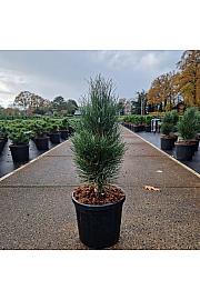 Pinus nigra Green Tower C8 Lit. 40/+ cm