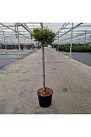 Chamaecyparis obtusa Gitte C15 Lit. Na steblu 80 cm