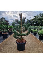 Pinus nigra Oregon Green C25 Lit. 80-100 cm