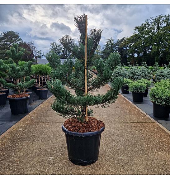 Pinus nigra Oregon Green C25 Lit. 80-100 cm