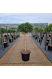 Pinus nigra Brepo C25 Lit. Na steblu 70 cm Krošnja 50 cm