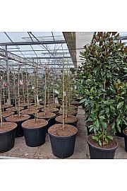 Acer palmatum Dissectum C130 Lit. 150-175 cm