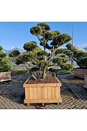 Pinus mugo Gnom v lesenem koritu 120x120 cm 200/+ cm Bonsai new