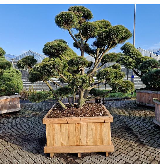 Pinus mugo Gnom v lesenem koritu 120x120 cm 200/+ cm Bonsai new