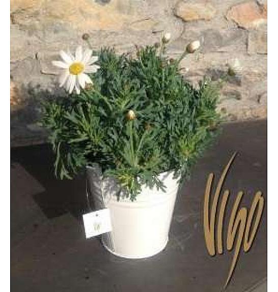 Chrysanthemum frutescens Ø14 bela, barvno kovinsko vedro