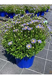 Agathea felicia Ø18