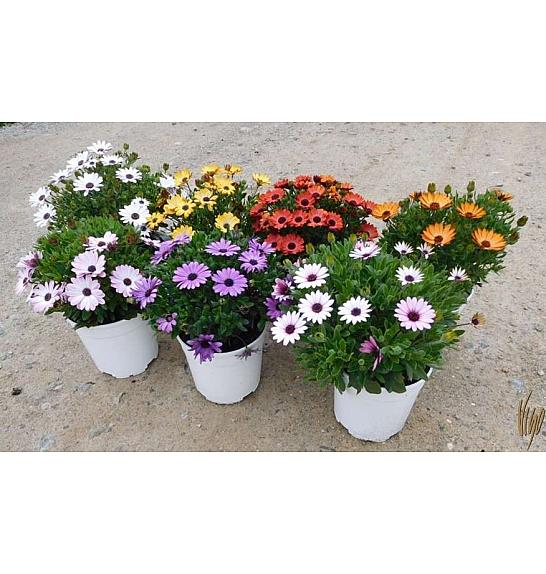 Osteospermum Ø18