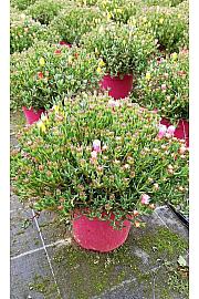 Mesembryanthemum Ø18 trio