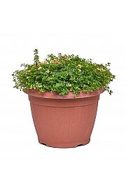 Thymus rasta Ø25